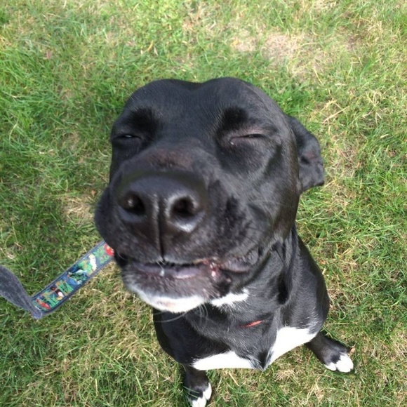 Meet your Posher, Sofia - Picture 1 of 1